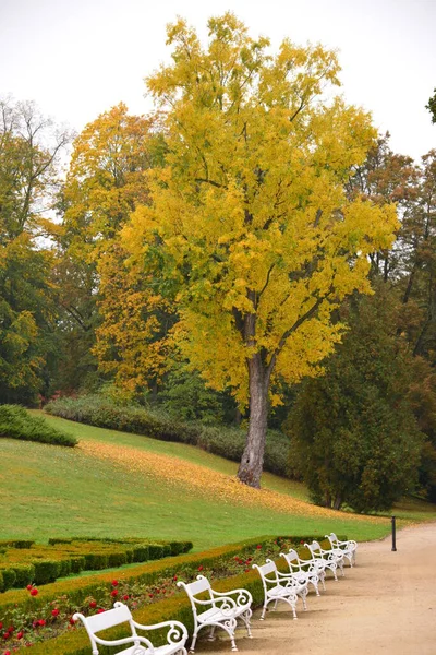 Bunte Herbstbäume Tag — Stockfoto