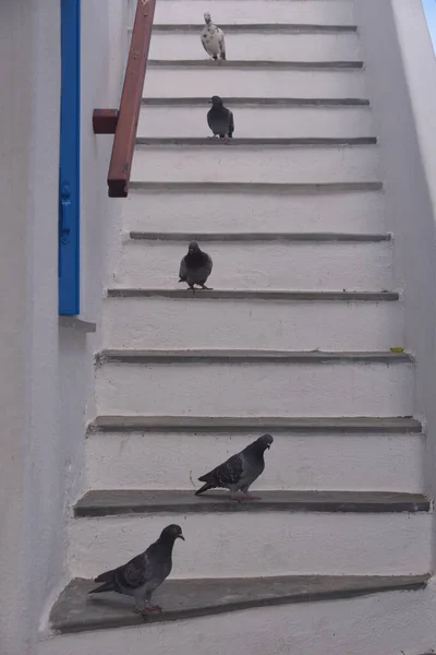 Pigeons Resting White Stairs — Stock Photo, Image
