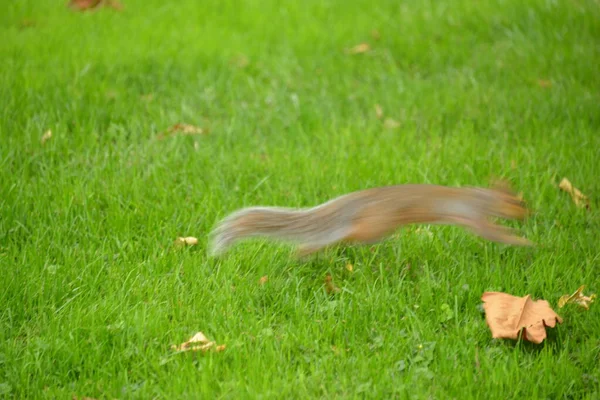 Verschwommener Blick Auf Eichhörnchen Das Auf Der Grünen Wiese Läuft — Stockfoto