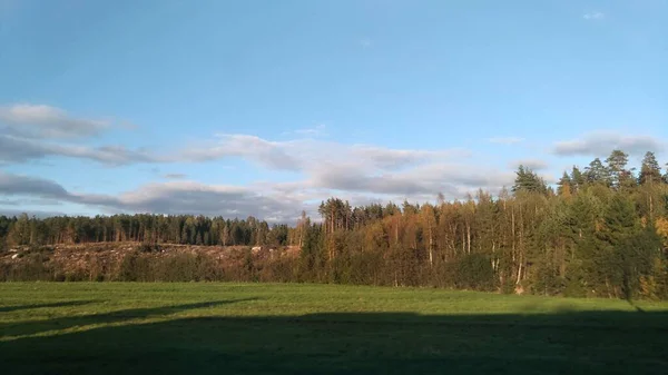 Grön Sommarpark Natur — Stockfoto