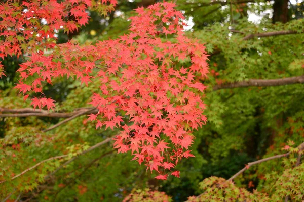 Kolorowe Liście Drzew Drzewach Jesienią — Zdjęcie stockowe