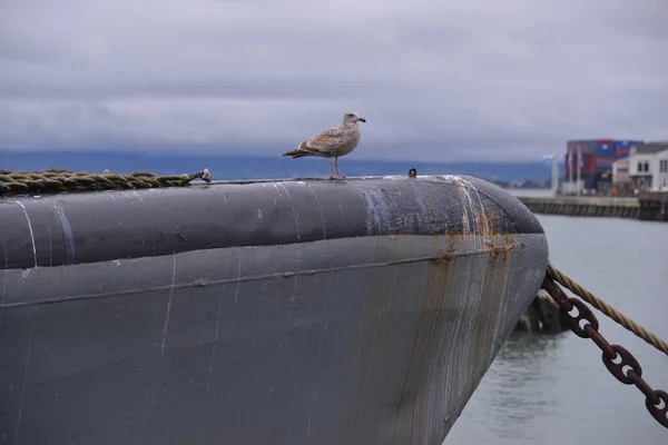 Petite Mouette Sur Une Embarcation Grise — Photo