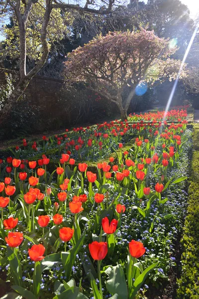 Blick Auf Blumen Die Tagsüber Wachsen — Stockfoto