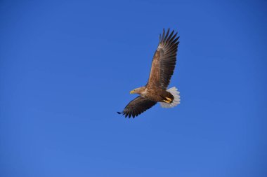 Gökyüzünde uçan kartal 