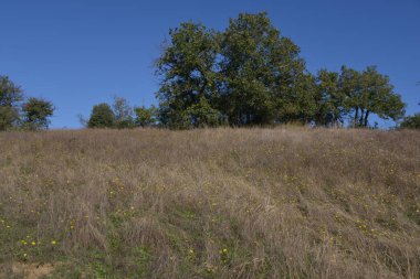 Yazın kuru çimenli tarla