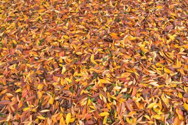 Çimlerin üzerinde renkli ağaç yaprakları   