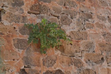 Taş duvarda büyüyen yeşil bitki