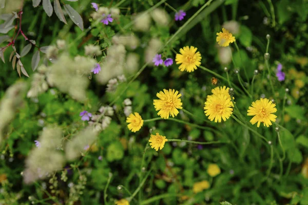 Vista All Aperto Fiori Che Crescono Giorno — Foto Stock