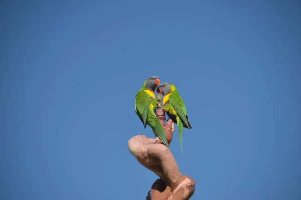 Bir Çift Yeşil Papağan Içiyor — Stok fotoğraf