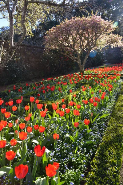 Schöne Blütenpracht Frühling — Stockfoto