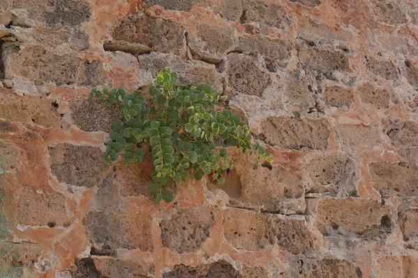 Green Plant Growing Stone Wall — Stock Photo, Image