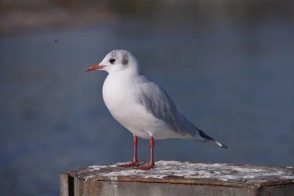 Mås Stranden Vid Havet — Stockfoto