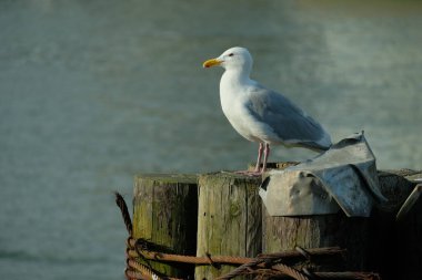 Kanada 'da martı kuşu