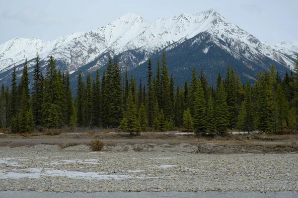 Groen Bos Bergen Canada — Stockfoto