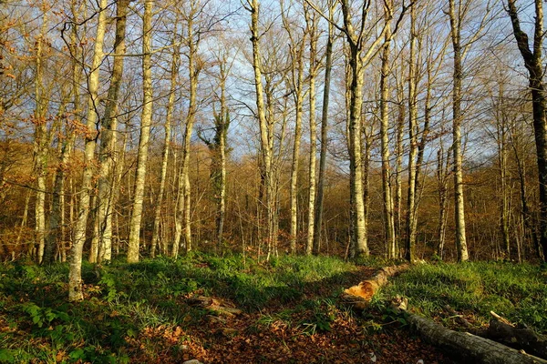 Grüner Wald Kroatien — Stockfoto