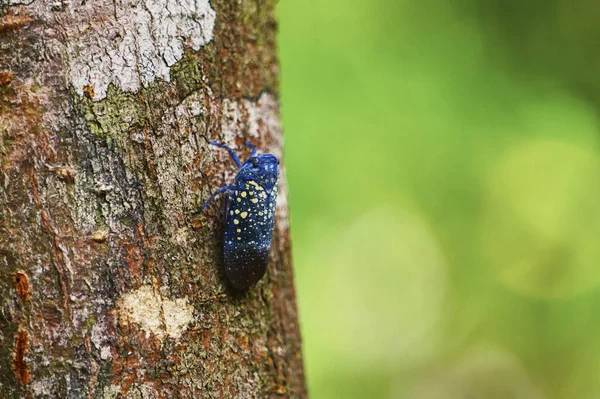 Bug Tree Cuba — Stock Photo, Image