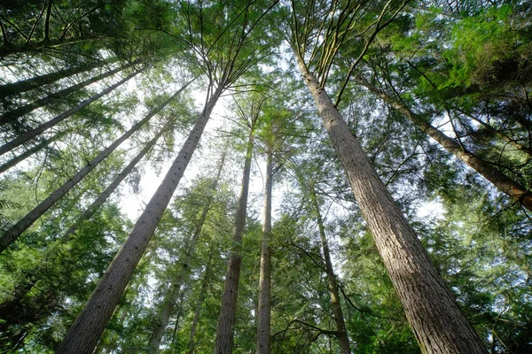 Foresta Verde Canada — Foto Stock