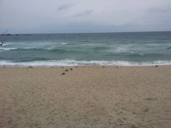 Gaivotas Areia Coréia — Fotografia de Stock