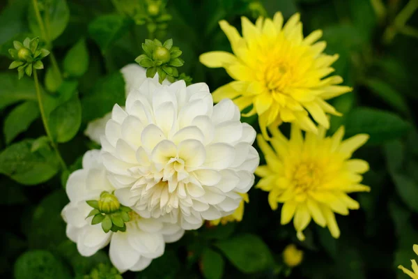 Färgglada Blommor Danmark Odense — Stockfoto