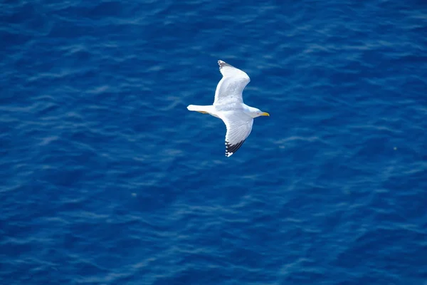 Gaviota Francia Provenza —  Fotos de Stock