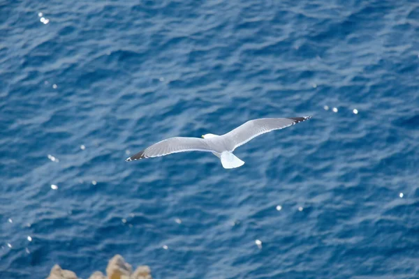 Pájaro Mar Francia Provenza —  Fotos de Stock