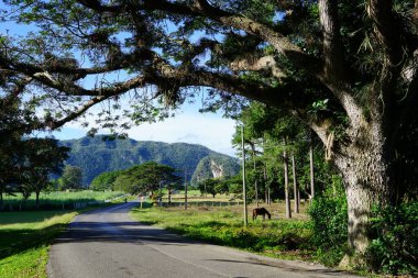 Küba 'daki dağlarda yol