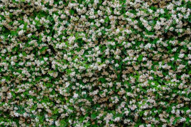 İtalya 'da beyaz çiçekler Napoli Largo S. Martino