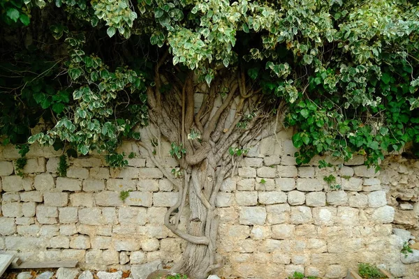Grüner Baum Kroatien — Stockfoto
