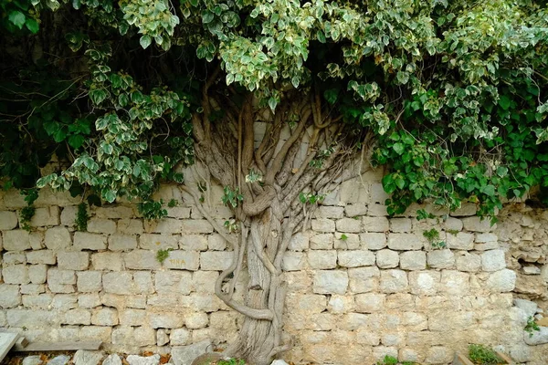 Albero Verde Croazia — Foto Stock