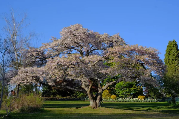 Fleur Cerisier Canada — Photo