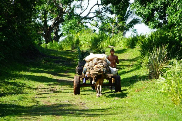 Hombre Llevando Mercancías Con Ayuda Burro Cuba —  Fotos de Stock