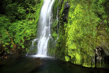 Taichung Wuling Çiftliği Yansheng Şelalesi Tayvan