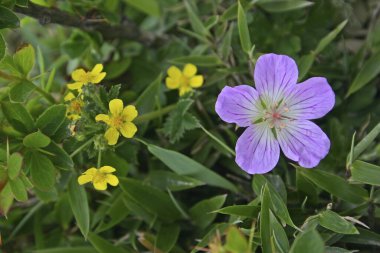 Hayada 'nın Geranium Tayvan' ı, kapatın. 
