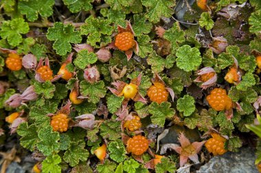 Yushan Rubus Tayvan, kapat. 