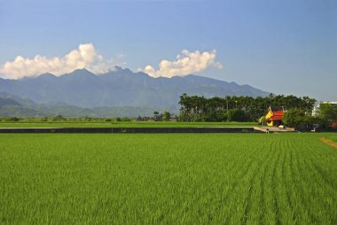 Tayvan Hualien Yuli Pirinç Bahçesi