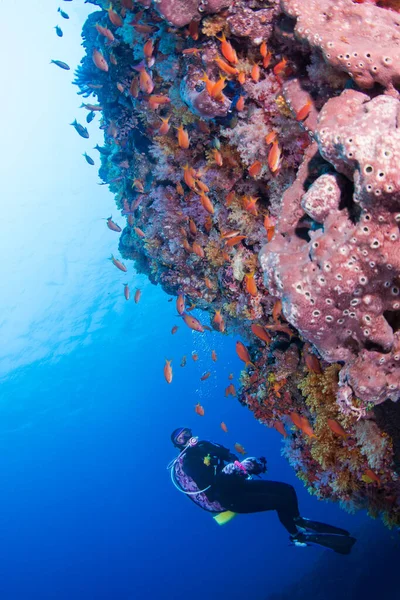 Deep-sea diving. Diver exploring sea bottom.