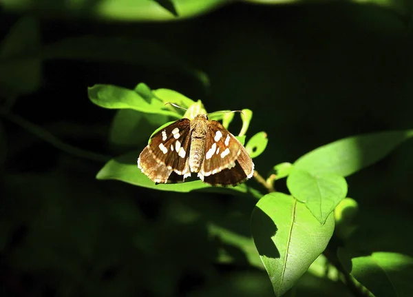 Grand Papillon Rayé Blanc — Photo