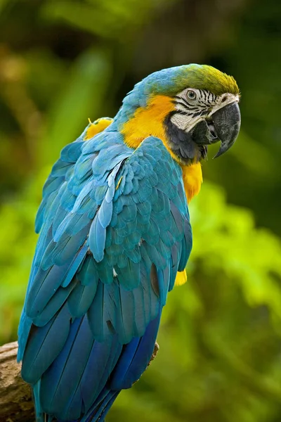 Macaw Kuşu Kapat — Stok fotoğraf