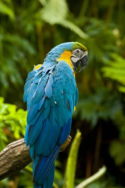 Macaw Kuşu Kapat — Stok fotoğraf