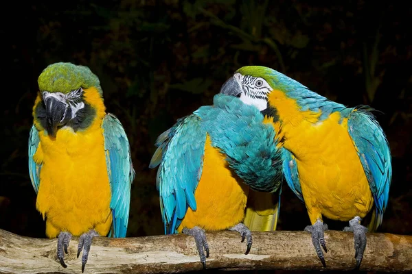 Macaúba Pássaros Árvore — Fotografia de Stock