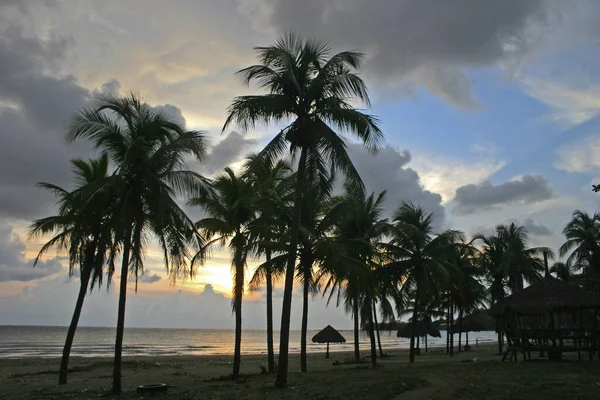 Filipinas Laoag Coconut Grove Puesta Del Sol —  Fotos de Stock