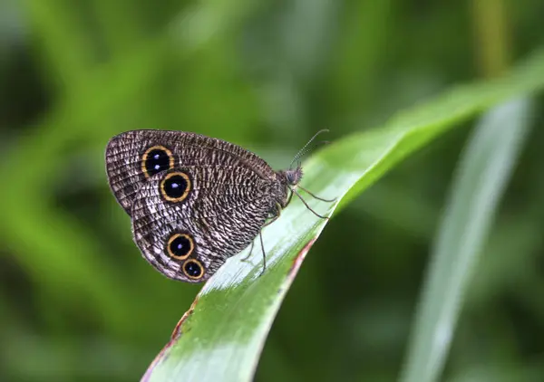 Tayvan Dalgalı Yılan Kelebeği — Stok fotoğraf
