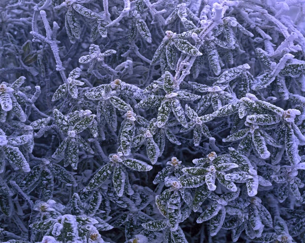 Frozen Mist Close — Stock Photo, Image