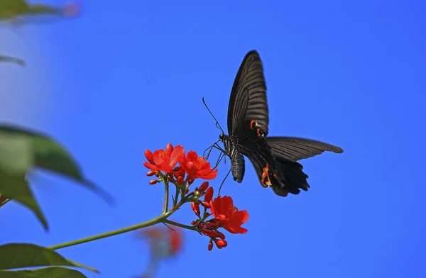 Black Swallowtail Close — Stock Photo, Image