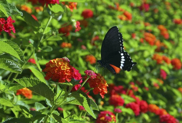 Yeşim Bantlı Papilio Kapat — Stok fotoğraf