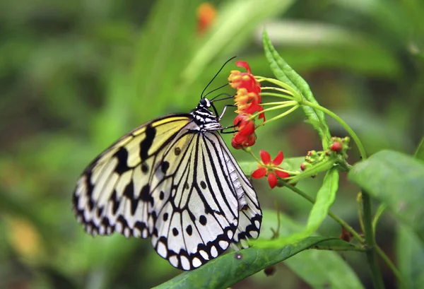 Grande Borboleta Branca Close — Fotografia de Stock