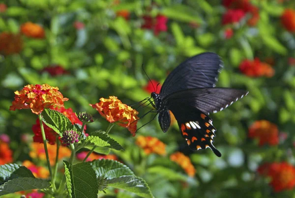 Beyaz Papilio Kapat — Stok fotoğraf
