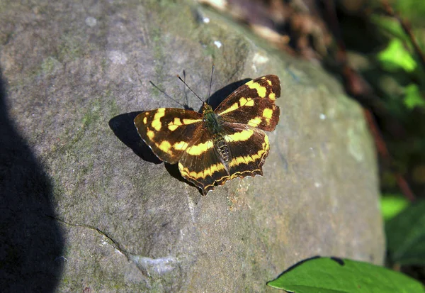 Amarelo Borboleta Três Linhas Perto — Fotografia de Stock