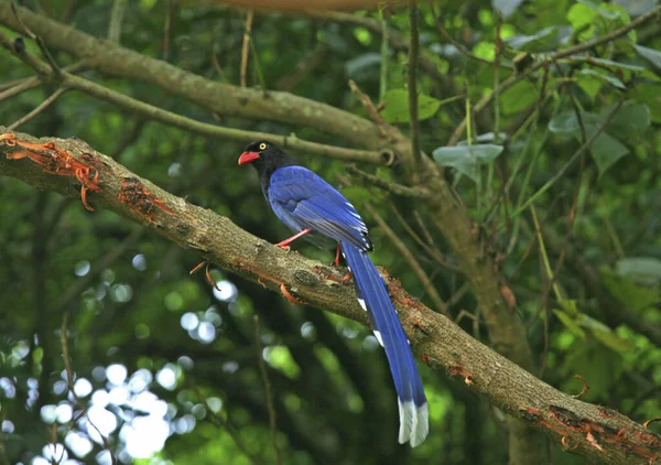 Tayvan Mavisi Magpie Kapat — Stok fotoğraf