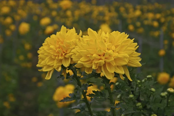 Changhua Tianwei Chrysanthemum Field Taiwan — Foto Stock
